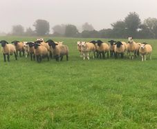 Pedigree Registered Suffolk & Texel Rams
