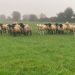 Pedigree Registered Suffolk & Texel Rams