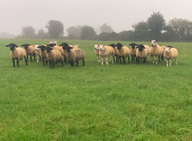 Pedigree Registered Suffolk & Texel Rams