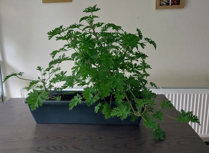 Large Scented Damascus Geranium (Itra)