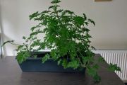 Large Scented Damascus Geranium (Itra)