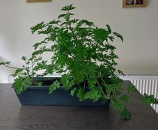 Large Scented Damascus Geranium (Itra)
