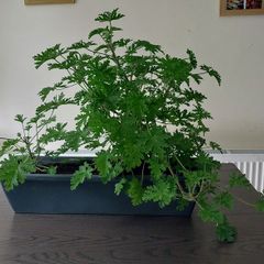 Large Scented Damascus Geranium (Itra)