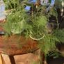 plants & pots Image 3