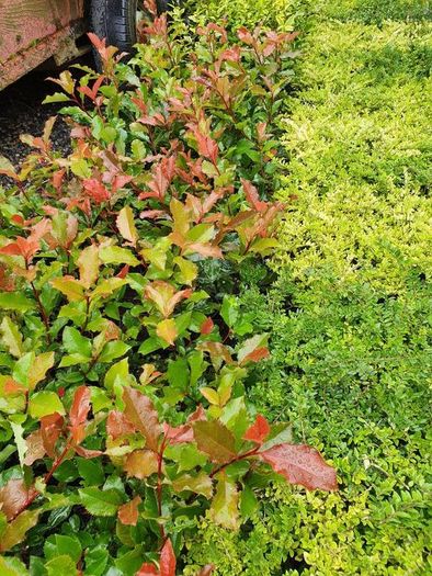 Golden and Green Privet Hedging One Euro
