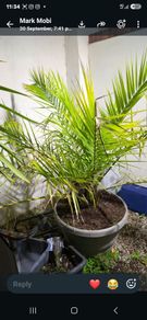 Palm Phoenix Dactylifera Plant