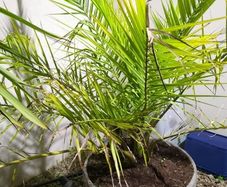 Palm Phoenix Dactylifera Plant