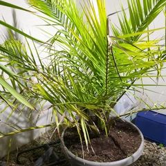 Palm Phoenix Dactylifera Plant