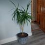 Potted indoor plant Image 4