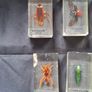 Genuine Collection of 15 Clear Resin Exotic Insects and Arachnids Price is for 1 only Image 6