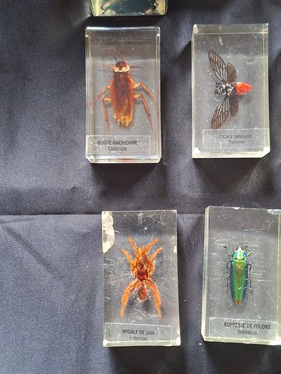 Genuine Collection of 15 Clear Resin Exotic Insects and Arachnids Price is for 1 only