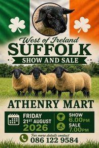Suffolk Ewe Sale Friday 21st August Athenry Mart
