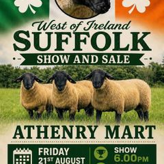 Suffolk Ewe Sale Friday 21st August Athenry Mart