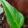 Monstera Burle Marx Flame rooting Image 2