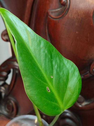 Monstera Burle Marx Flame rooting