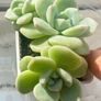 plant Image 2