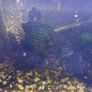 Green terror Image 5