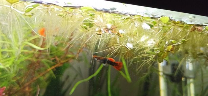 Salvinia Plant floating aquarium tropical fish tank