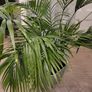 kentia palm Image 2