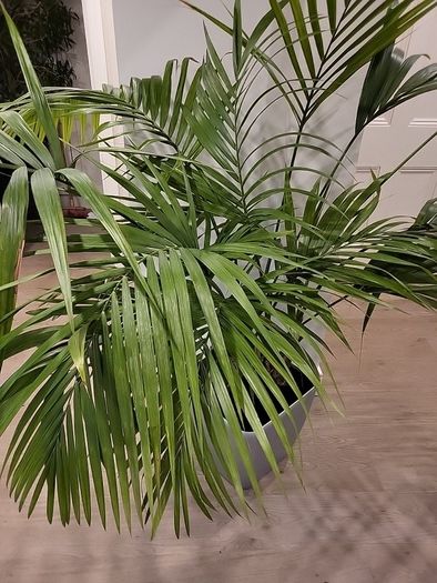 kentia palm