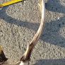sika head Image 2