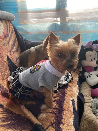 Small Dog Dress size S