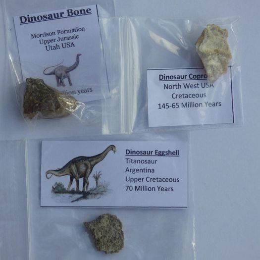 Dinosaur Fossils