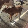 Calf Image 2