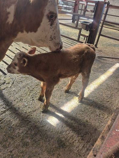Calf