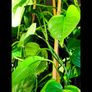 Healthy Golden Pothos - Large 1.50m Image 4