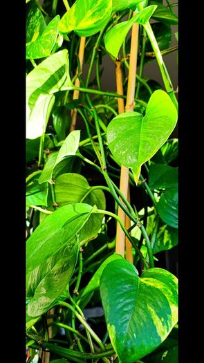 Healthy Golden Pothos - Large 1.50m