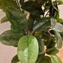 Artificial Plant Image 8