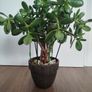 Jade plant Image 2