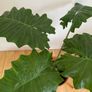 large plant elephants ear Image 2