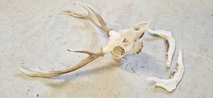 Taxidermy: Real natural deer antlers on skull