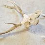Taxidermy: Real natural deer antlers on skull Image 2