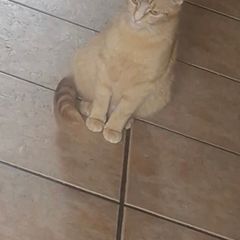 Cat and kitten
