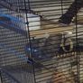 Hamster cage Image 2