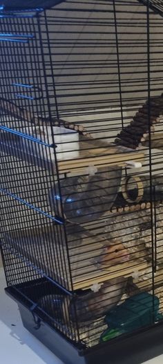 Hamster cage