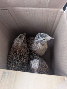 Male Quail