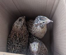 Male Quail