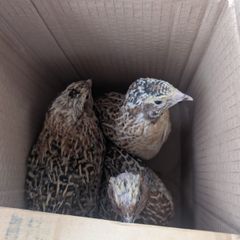 Male Quail