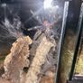 Tarantulas Image 5