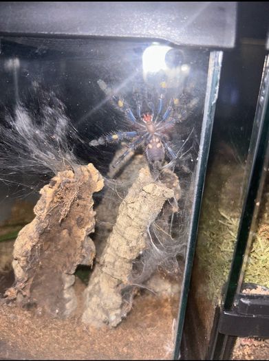 Tarantulas