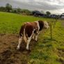 Simmental bull Image 2