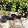 Griselinia Coastal Hedging Image 10