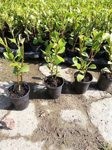 Griselinia Coastal Hedging