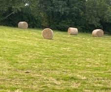 40 Bales of hay for sale 35 per bale