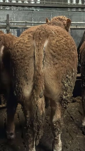 1 Pedigree limousin bull
