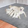 Dog Pee Pad Washable-Extra Large 125x168 cm Instant Absorb Training Pads Non-Slip Pet Playpen Mat Waterproof Reusable Floor Mat for Puppy/Senior Dog Whelping Incontinence Housebreaking Image 6